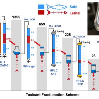 A ubiquitous tire rubber–derived chemical induces acute mortality in coho salmon