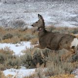 Wyoming Game And Fish Organizes New Public Taskforce