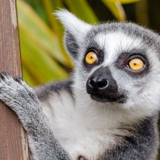 Chemists are decoding the fruity scent of lemur stink flirting