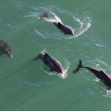 What's behind the big increase in porpoises off Northern California?