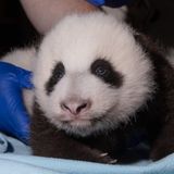 The National Zoo’s Baby Panda Has Taken His First Steps - Washingtonian