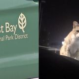 I-TEAM: East Bay Regional Park Dist. staff admit to shooting cats, policy sparks controversy