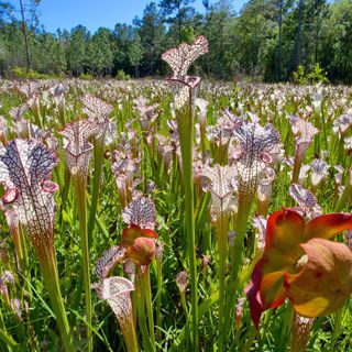 On A Tour Of 'America's Amazon,' Flora, Fauna And Glimpses Of Alabama's Past