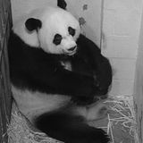 National Zoo’s giant pandas will head to China in three years