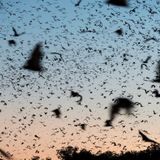 Lyssavirus infection confirmed in Far North Queensland as bat-related injuries rise - ABC News