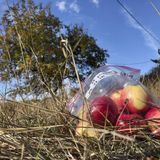 10 pioneer-era apple types thought extinct found in US West