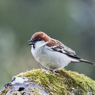 It's Not Just Humans. Sparrows Have Been Seen Using Preventative Medicine