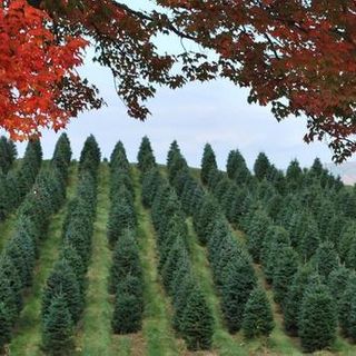 Something Wild: Christmas Tree Farms Are The Gift That Keeps On Giving