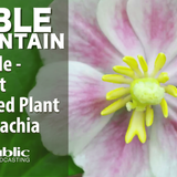 Edible Mountain - Mayapple, The Most Harvested Plant In Appalachia