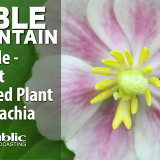 Edible Mountain - Mayapple, The Most Harvested Plant In Appalachia