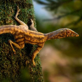 Ancestor of pterosaurs might have been a tree-climbing reptile