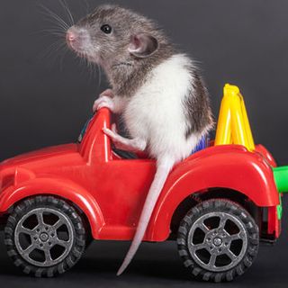 Rats love driving tiny cars, even when they don’t get treats