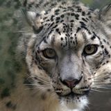 Three snow leopards test positive for coronavirus, making it the sixth confirmed animal species