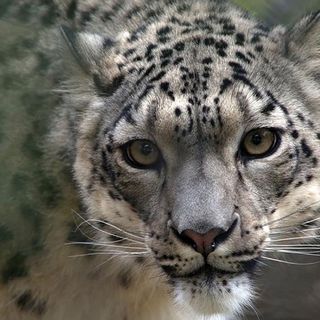 Three snow leopards test positive for coronavirus, making it the sixth confirmed animal species