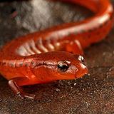 NC has a new species. Meet Carolina Sandhills salamander :: WRAL.com