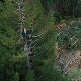 In the redwoods, logging and tree sitting continue, even as the pandemic shuts mills