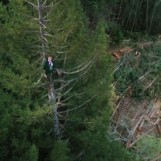 In the redwoods, logging and tree sitting continue, even as the pandemic shuts mills