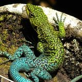 South American lizards are breaking an evolutionary 'golden rule' - ABC News