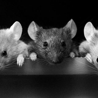 Scientists are keeping some Alzheimer’s lab mice alive in the midst of Covid-19