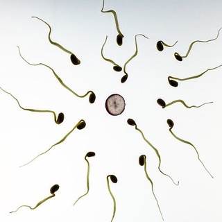 The Age of Sperm Has a Huge Impact on Reproduction in New Study