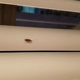 Healthcare worker feels concerns over roach infested condo are being ignored