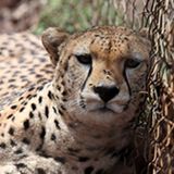 African cheetah to be re-introduced in India after it was declared extinct 68 years ago- Technology News, Firstpost