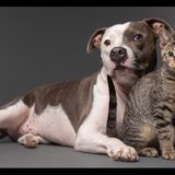 ‘Best buddies’: Grieving pit bull finds joy again with new kitten companion