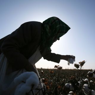 Half a million Uyghur Muslims 'marshalled and coerced' into picking cotton, evidence suggests