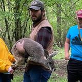 Kangaroo on the loose captured safely in Austin, Arkansas