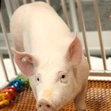 FDA approves using genetically modified pig for food, drugs