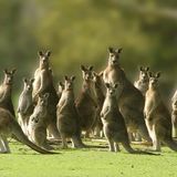 Kangaroos can learn to ask for help from humans just like dogs do