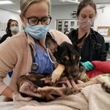 Emaciated dog found abandoned in Pacific Beach