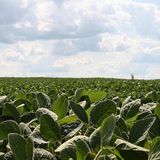 Coronavirus Is Having Mixed Effects On Missouri’s Farm Economy