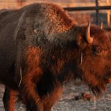 Hope and peace: Bison return to the Rosebud reservation