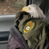 Bald eagle with broken wing rescued by hiker in Thomaston recovering at wildlife rehab center in Sharon