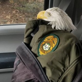 Bald eagle with broken wing rescued by hiker in Thomaston recovering at wildlife rehab center in Sharon