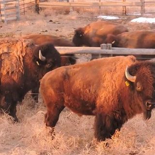 Wild Bison Return To Colorado’s Great Plains