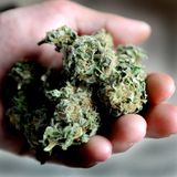 Commentary: Mainers benefit most from medical cannabis – time to leave it alone