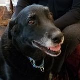 10 Years After She Went Missing, A Black Lab Is Returned To Her Owners