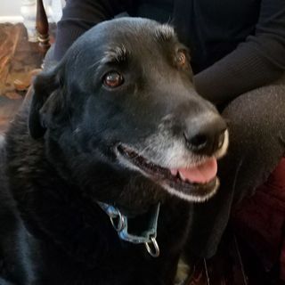 10 Years After She Went Missing, A Black Lab Is Returned To Her Owners