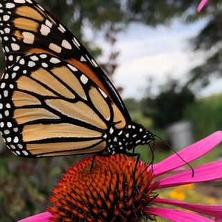 Monarch butterflies qualify for endangered list, but officials may not take action until 2024 - Kansas Reflector