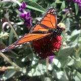 California's Monarch Butterflies May Be In Extinction Spiral