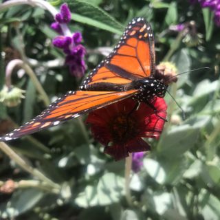 California's Monarch Butterflies May Be In Extinction Spiral