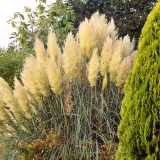 'Swinger grass' sparks crime wave as garden thieves flog bunches for £150 online