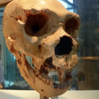Early Humans May Have Hibernated Through Long Winters, Study Hints