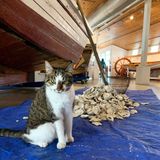 ‘She was one of a kind’: Annapolis Maritime Museum working cat Miss Pearl killed by a dog earlier this month