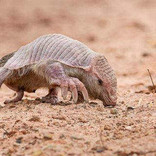 Sighting of super rare Chacoan fairy armadillo in Bolivia ‘a dream come true’