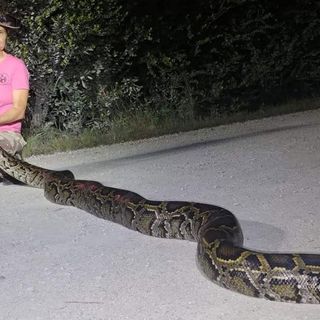 Pythons might become a new menu item in Florida if scientists can confirm they're safe to eat