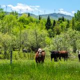 Vermont farms dump 60,000 gallons of milk since beginning of April