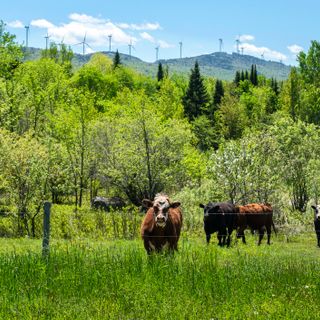 Vermont farms dump 60,000 gallons of milk since beginning of April